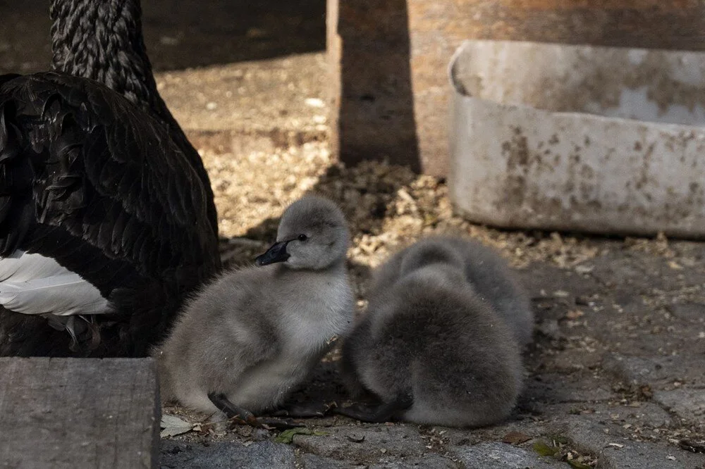Kuğulu Park'a beş yeni minik misafir - 10