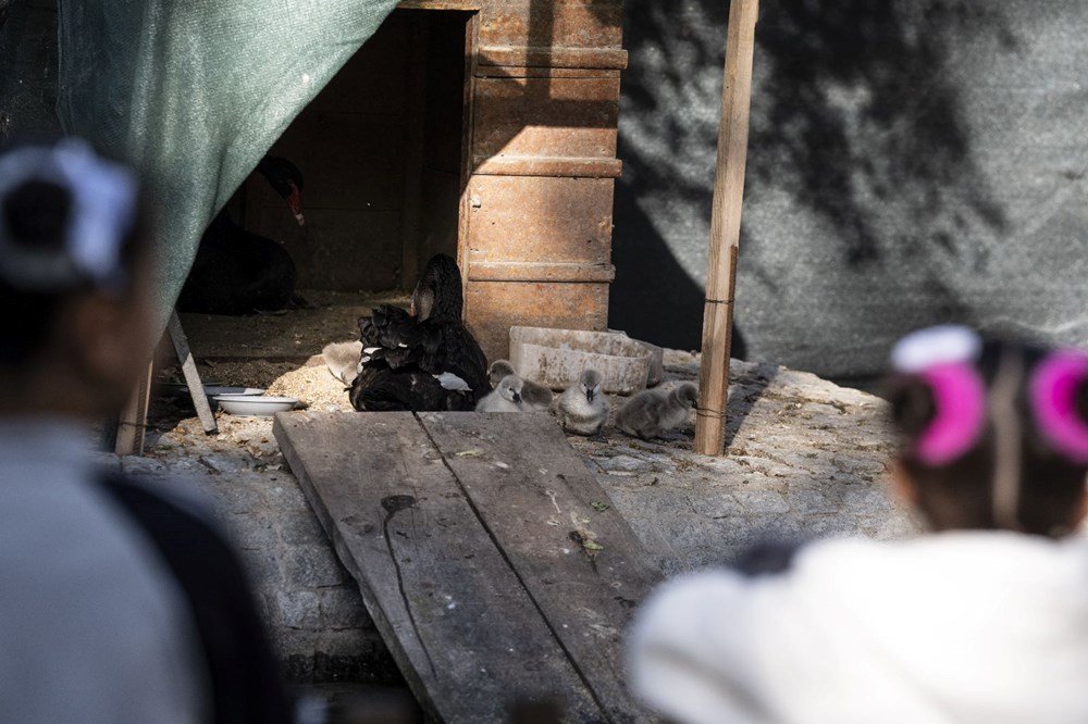 Kuğulu Park'a beş yeni minik misafir - 1