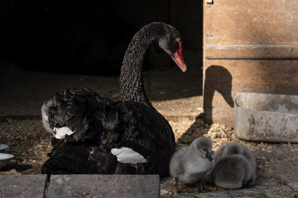 Kuğulu Park'a beş yeni minik misafir - 11