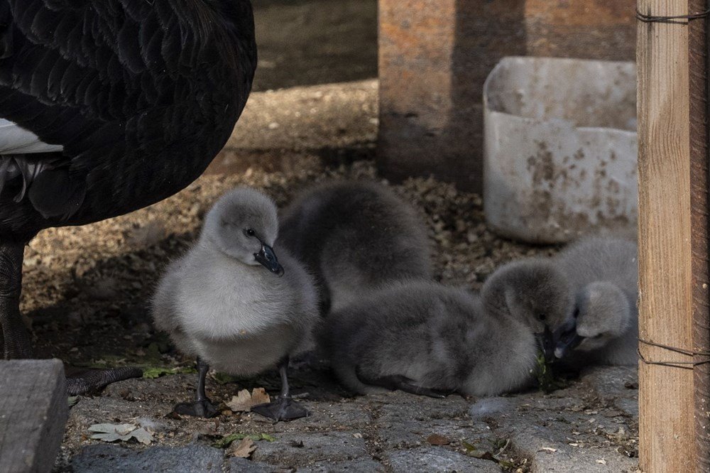 Kuğulu Park'a beş yeni minik misafir - 7
