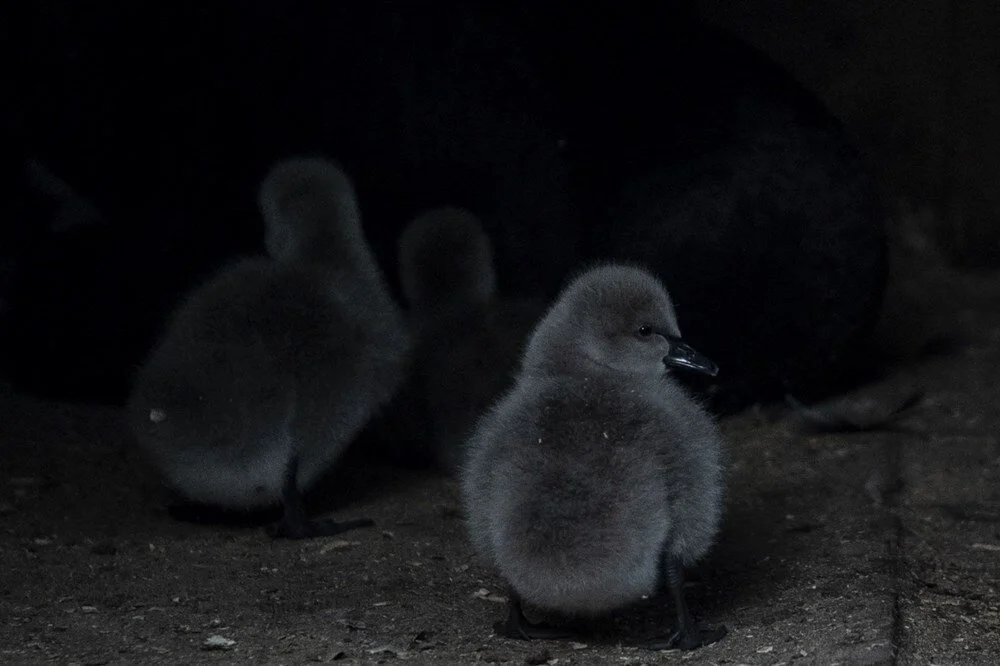 Kuğulu Park'a beş yeni minik misafir - 17
