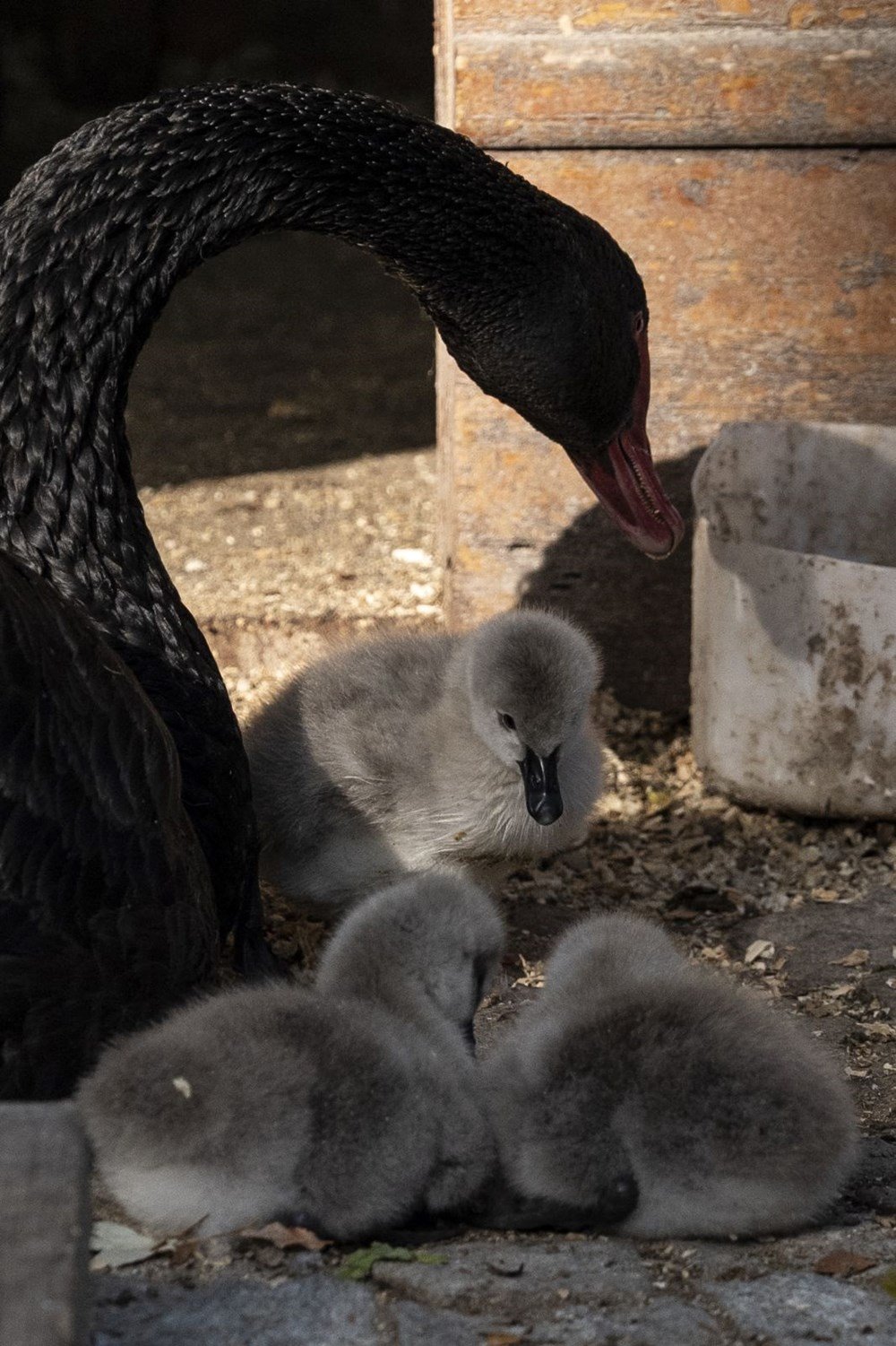 Kuğulu Park'a beş yeni minik misafir - 9