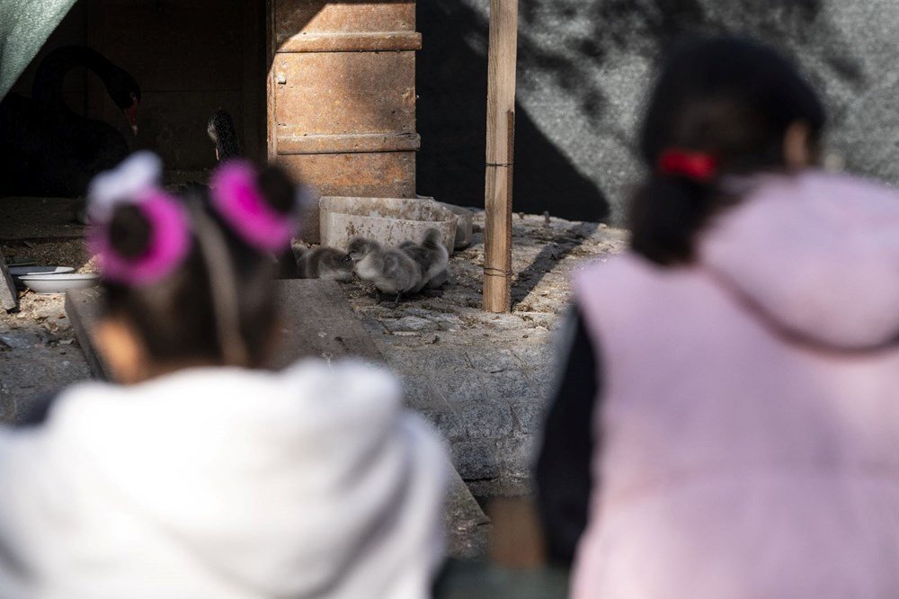 Kuğulu Park'a beş yeni minik misafir - 6