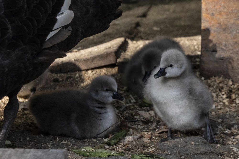 Kuğulu Park'a beş yeni minik misafir - 5