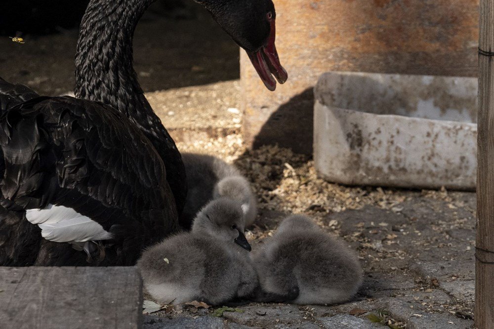 Kuğulu Park'a beş yeni minik misafir - 8