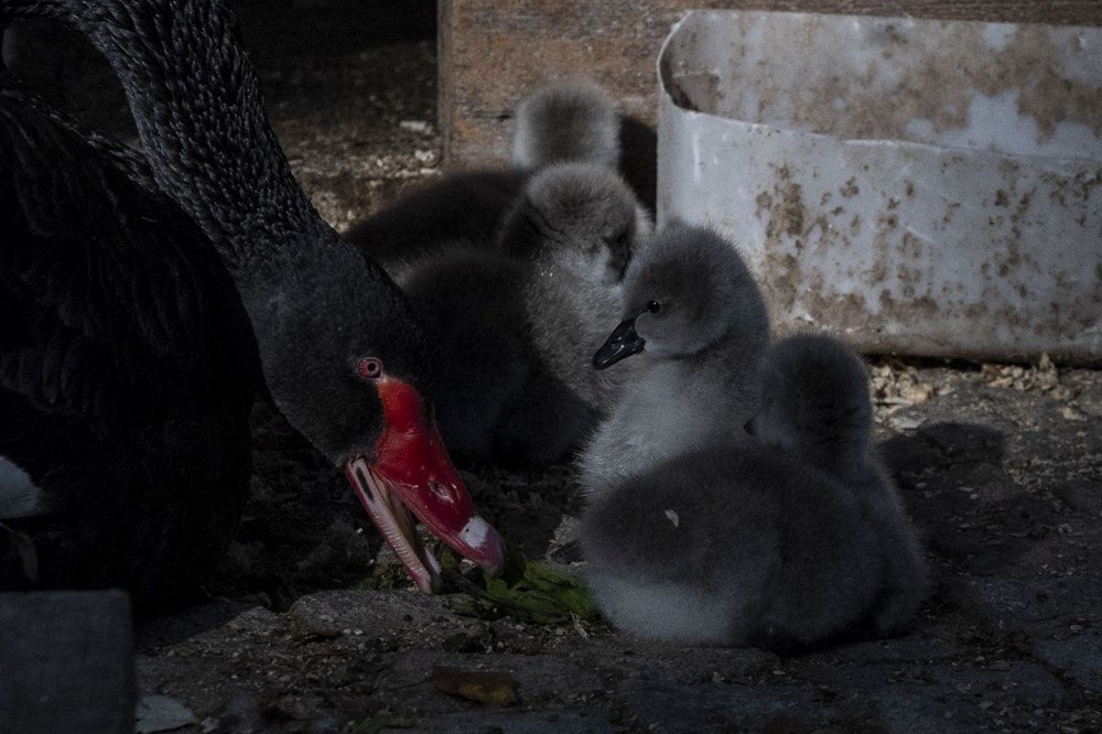 Kuğulu Park'a beş yeni minik misafir - 13