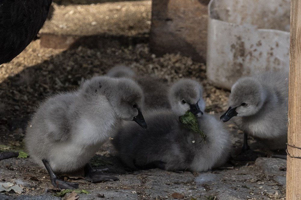 Kuğulu Park'a beş yeni minik misafir - 4